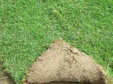 草坪施肥产生肥害的原因及补救方法，鄢陵鸿景园林来支招