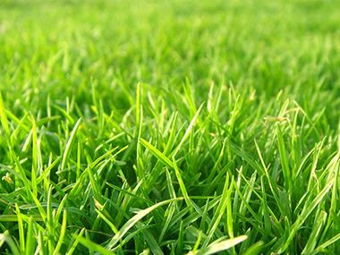 鄢陵草坪的种植技术